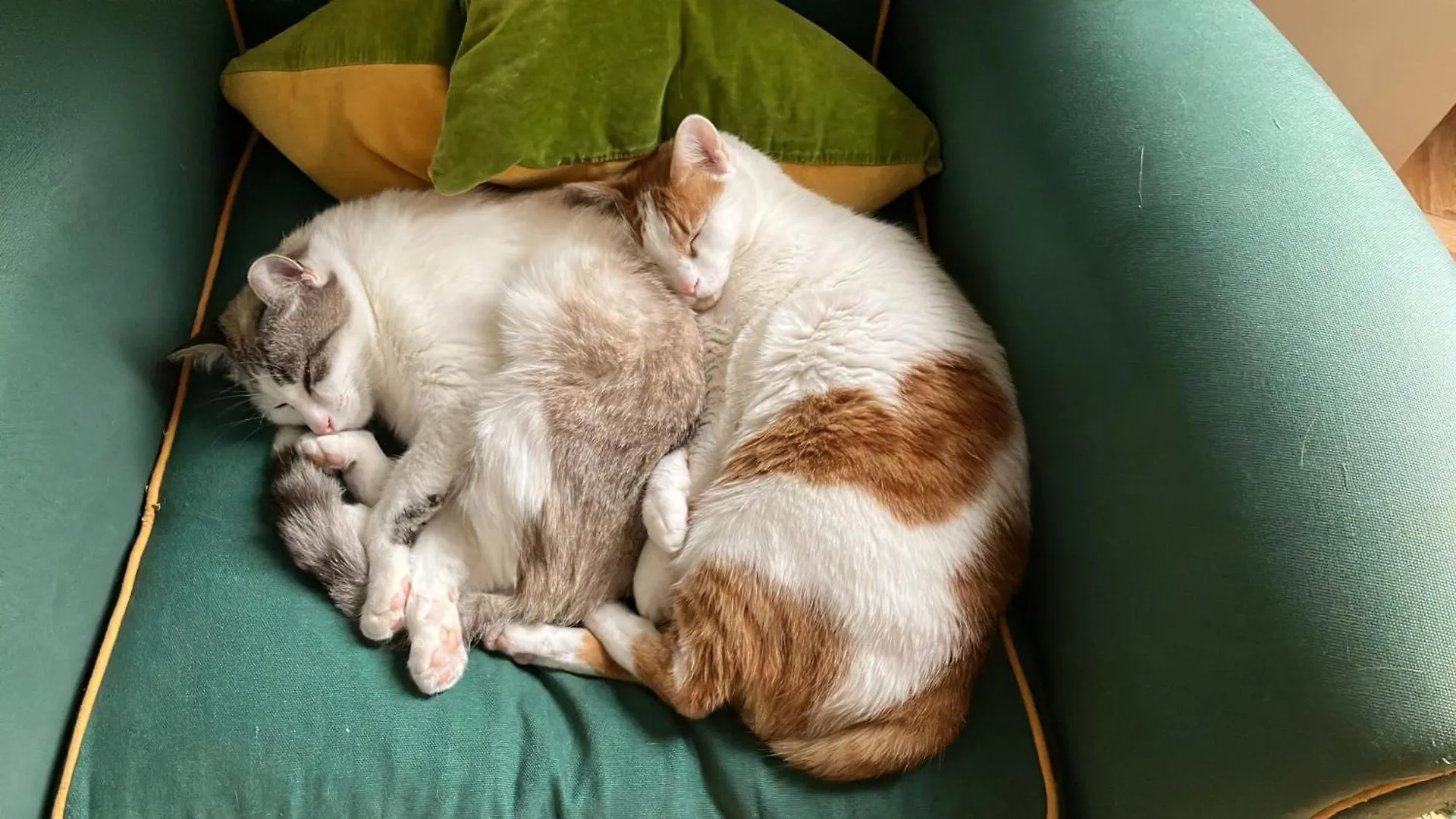 Niyang Apartman Milánó 0*,